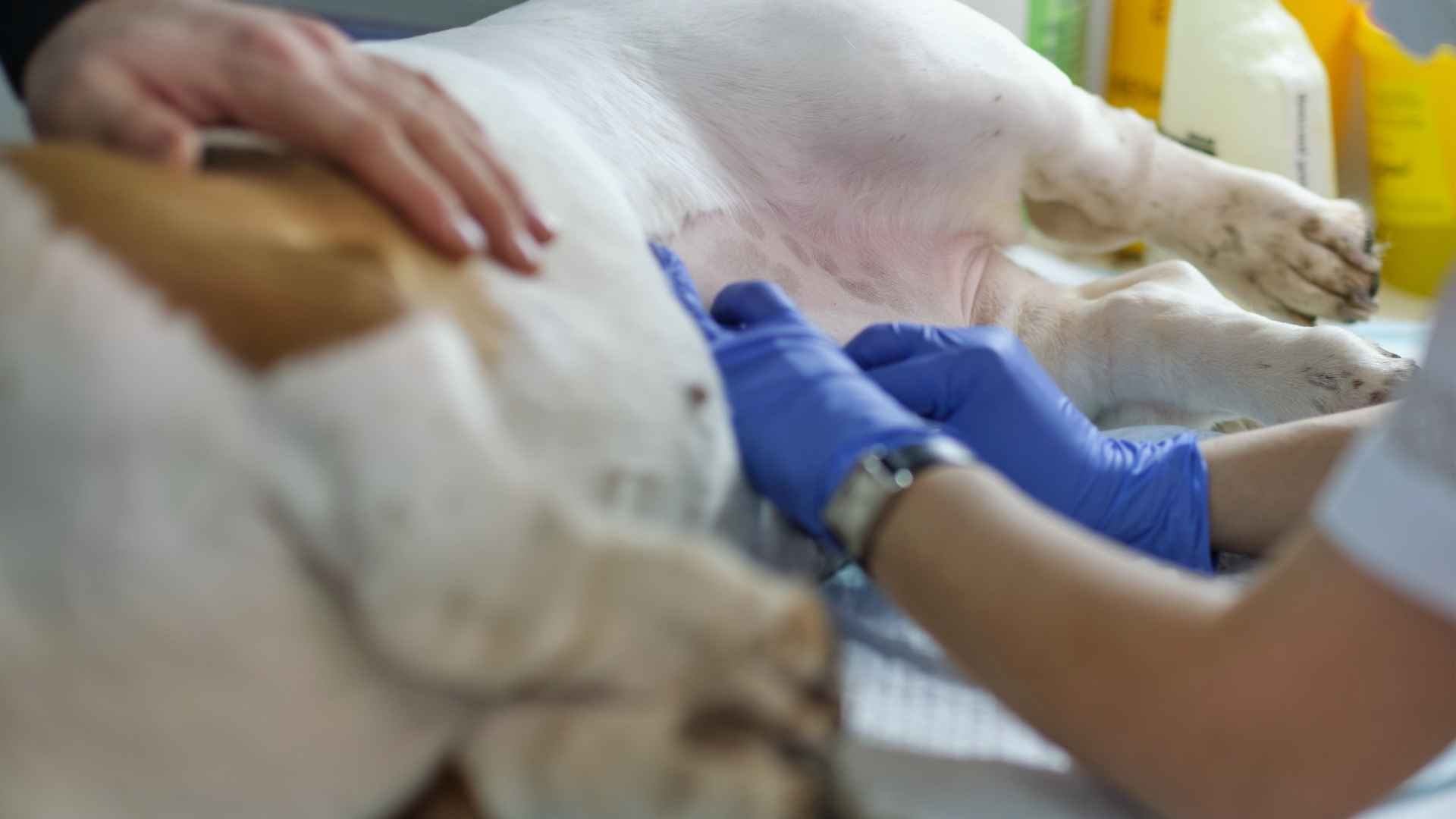 tetas de perro veterinario